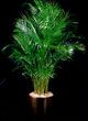 areca palm