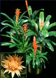 bromeliad plant