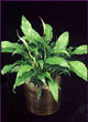 dwarf peace lily