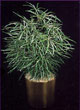 false aralia