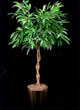 ficus alii