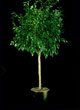 Ficus Tree