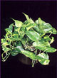 golden pothos