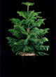 norfolk island pine