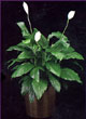 peace lily