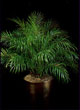 pigy date palm