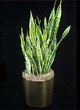 sansevieria